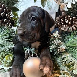 Cinnamon - Black male Great Dane puppy in Dundee, Michigan from Weslow AKC Danes