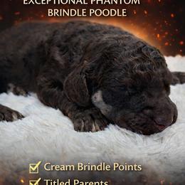 Inferno - Phantom male Poodle puppy in Troy, Alabama from Redmond Rose Kennel