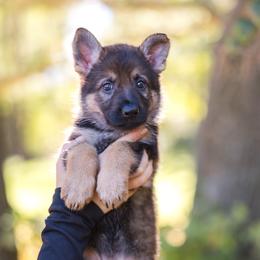 Lilac Girl - Sable female German Shepherd puppy in Rensselaer Falls, New York from Von Dem Flussufer