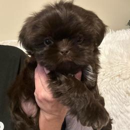 Wendy - Liver female Shih Tzu puppy in Tennessee from Cutshall Babies
