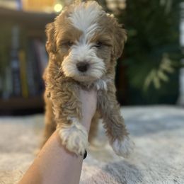 Bernedoodle and Goldendoodle Puppies from Dandelion Doodles