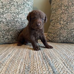 Cocoa - Dark brown female Chesapeake Bay Retriever puppy in Ulen, Minnesota from North Wind Gundogs