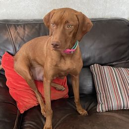 Olive - Vizsla