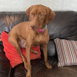 Olive - Vizsla