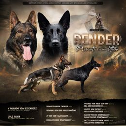 German Shepherds from Render Kennels