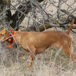 Lucy - Vizsla
