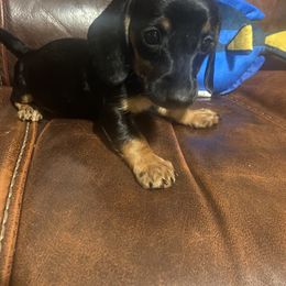 Vador - Black and tan male Dachshund puppy in Raleigh, North Carolina from Capital City Dachshunds