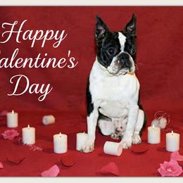 Froggie - Boston Terrier