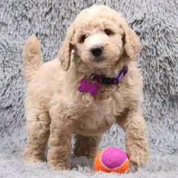 Poodle Puppies from Absolutely Pampered Poodles