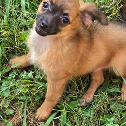 Chico - Fawn male Chihuahua puppy in Indianapolis, Indiana from London Rouge Chihuahuas