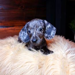 Valora - Dapple female Dachshund puppy in Washburn, Tennessee from Clinch Mountain Dachshunds
