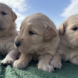Golden Retrievers from Golden Retriever Puppy Bliss