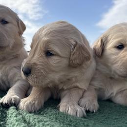 Golden Retrievers from Golden Retriever Puppy Bliss
