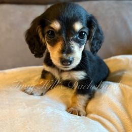 Hank - Black and cream male Dachshund puppy in Jonesboro, Illinois from Twin Hills Dachshunds