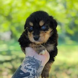 Crow - Black tri-color male Australian Shepherd puppy in London, Kentucky from Kenmont Kennels