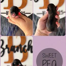 Sweet Pea - Black sabled fawn female Chihuahua puppy in Harrison, Michigan from Cloud9 Chihuahuas