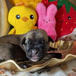 Purple collar: Magnolia - Black brindle female Cane Corso puppy in Franktown, Colorado from Earth and Ship Cane Corso