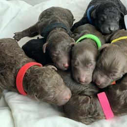 Goldendoodle Puppies from O’Hara Doodles
