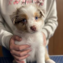 Iris - Red merle female Australian Shepherd puppy in Falmouth, Kentucky from Queen City Farm
