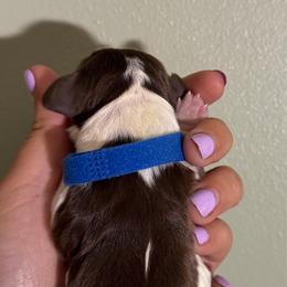 Sailor - Liver white and tan male English Springer Spaniel puppy in Williston, Florida from Parks Paradise Springers