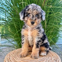 Dolly - Blue merle female Aussiedoodle puppy in Sharpsburg, Georgia from Steindoodles