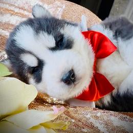 Mono - Black and white male Siberian Husky puppy in Atlanta, Georgia from Lobban Huskies