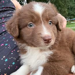 Meg - Red tri-color female Australian Shepherd puppy in Four Oaks, North Carolina from RoseWest Farms