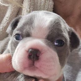 Double dot blue BoY - Blue male Boston Terrier puppy in Versailles, Indiana from Benhams Bostons