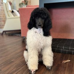 Earl - Parti Poodle puppy in Hutto, Texas from Scarlett Rose Ranch Poodles