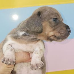 Blue based Red Piebald female - Red female Dachshund puppy in Georgetown, South Carolina from Hartleys Dachshunds