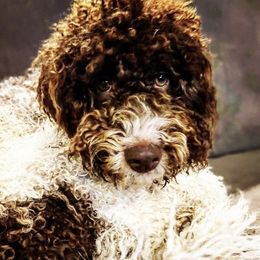 Lexi - Lagotto Romagnolo