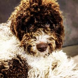 Lexi - Lagotto Romagnolo