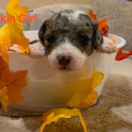 Pumpkin - Parti female Goldendoodle puppy in Orange Park, Florida from Evergrace Farm Doodles
