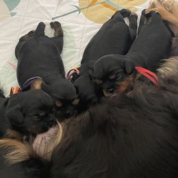 Cavalier King Charles Spaniel Puppies from Royal Mile Cavaliers