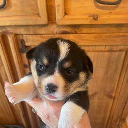 Speckle Girl 5 - Black and tan female Pembroke Welsh Corgi puppy in Otterville, Missouri from Lynette McMillin McMillin Stony Point Corgis