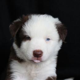 Border Collie Puppies from C Bar C Ranch Border Collies