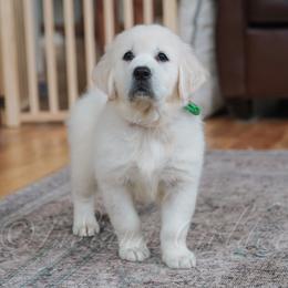 Miss Tie Dye - Light golden female Golden Retriever puppy in Bedford, Indiana from Indiana Goldens