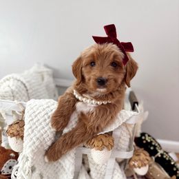 Happy - Red  female Goldendoodle puppy in Payson, Utah from The Puppy Nest