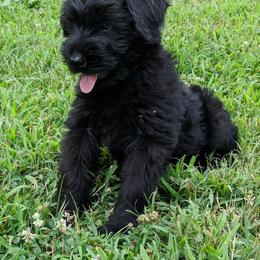 Giant Schnauzer Puppies from Riesenschnauzers von Reh Bach
