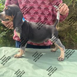 Bubba - Blue ticked and tan male Bluetick Coonhound puppy in Mount Pleasant, Texas from Harmons Hounds
