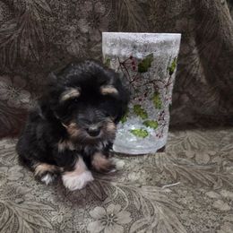 Licorice - Black female Maltipoo puppy in Sidney, Maine from Snow Pond Farm