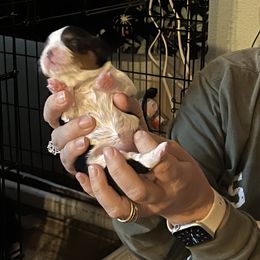 Cavalier King Charles Spaniel Puppies from Foster Cavaliers