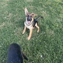Red - Black and red male German Shepherd puppy in Greentown, Indiana from AK