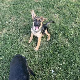 Red - Black and red male German Shepherd puppy in Greentown, Indiana from AK