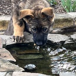 Orange - Sable male German Shepherd puppy in San Antonio, Texas from Grendelhaus Shepherds