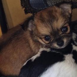 Kate Connery(now Frida) - Chocolate and tan female Chihuahua puppy in Amelia, Virginia from Pannell’s Precious Pups