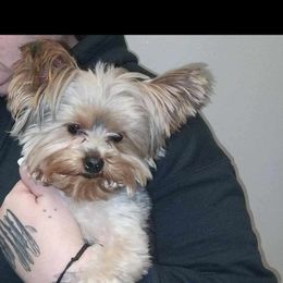 Papa - Yorkshire Terrier