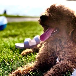 Goldendoodle Puppies from Wonderfuldoodles.com