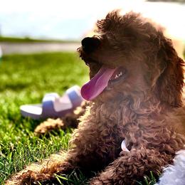 Goldendoodle Puppies from Wonderfuldoodles.com