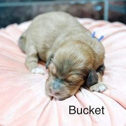 Bucket - Sable female Bernedoodle puppy in Pasco, Washington from Camp Doodle Woods